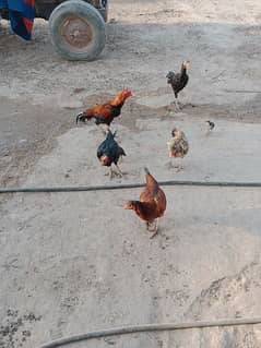 3 aseel female for sale 2500 per piece