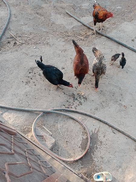 3 aseel female for sale 2500 per piece 1