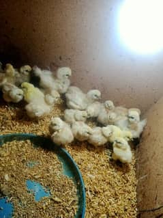 white silky Chicks available