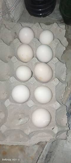 Aseel eggs