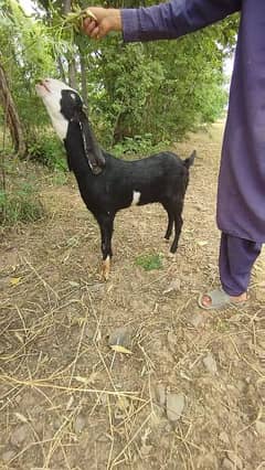 Goat for sale beetle cross pragnent 3 month