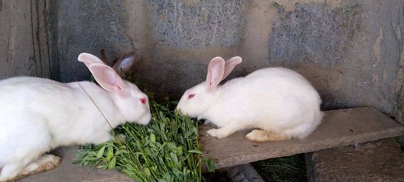 Rabbits For Sale 2