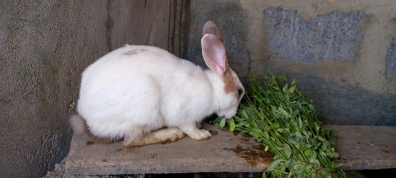 Rabbits For Sale 4