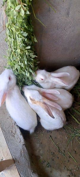 Rabbits For Sale 5