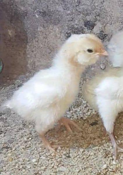 White Aseel shamo cross  Chicks 15