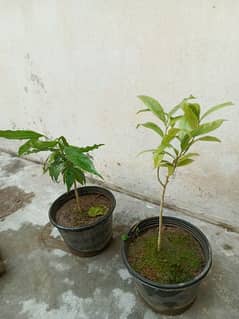 aquilaria Malaccensis عود کا درخت