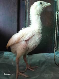 Real Aseel / heera - home breeded chicks for sale - limited stock