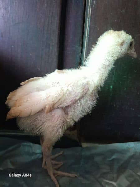 Real Aseel / heera - home breeded chicks for sale - limited stock 2