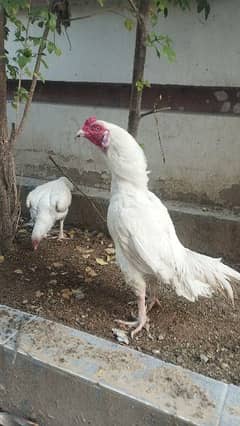 white chicks for sale