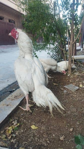 white chicks for sale 1