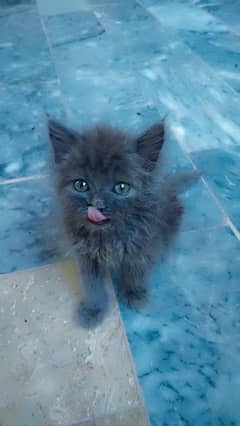 Persian cat kitten triple coated