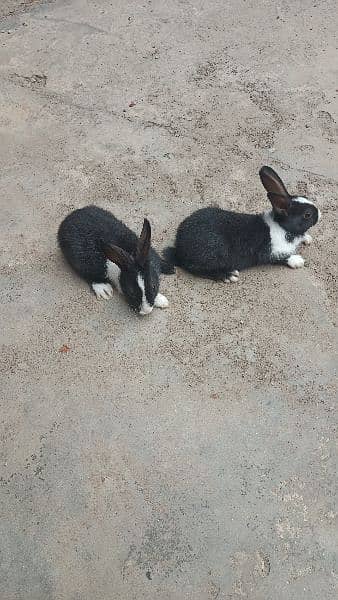 Rabbit Pair | breeder | Brown white | Male and Female 4