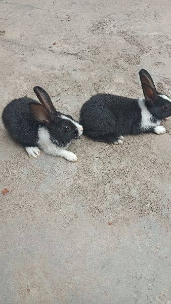 Rabbit Pair | breeder | Brown white | Male and Female 5