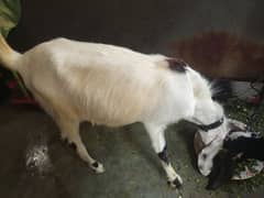 qurbani  goat for sale q bkra male hai