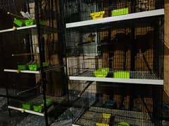Lovebird pairs with 2 cages