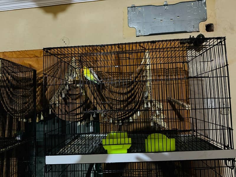 Lovebird pairs with 2 cages 1