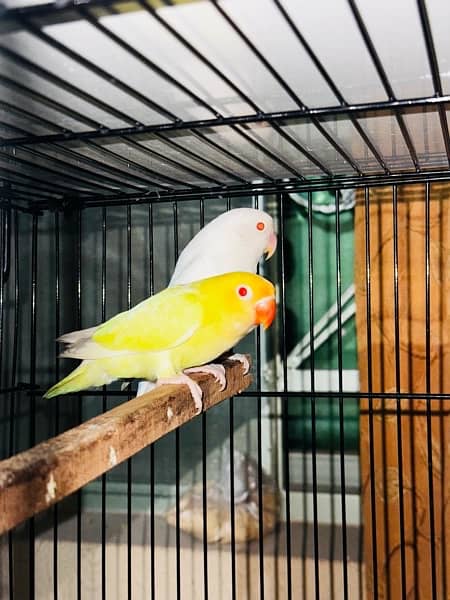 Lovebird pairs with 2 cages 2