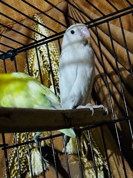 Lovebird pairs with 2 cages 3