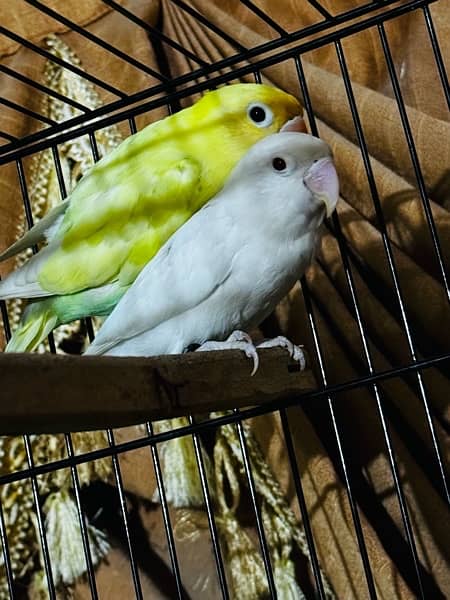 Lovebird pairs with 2 cages 4