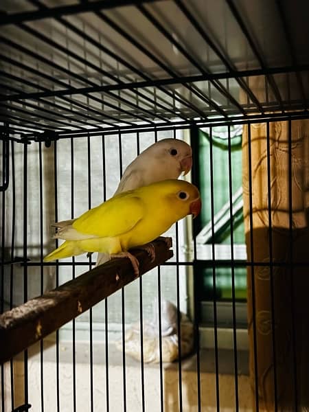 Lovebird pairs with 2 cages 5