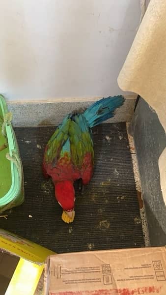 Green Wing Macaw 2