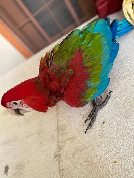 Green Wing Macaw 3