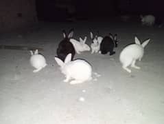 male female rabbit black and white available 24 hour