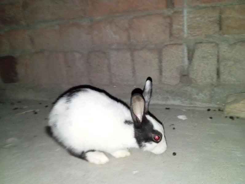 male female rabbit black and white available 24 hour 1