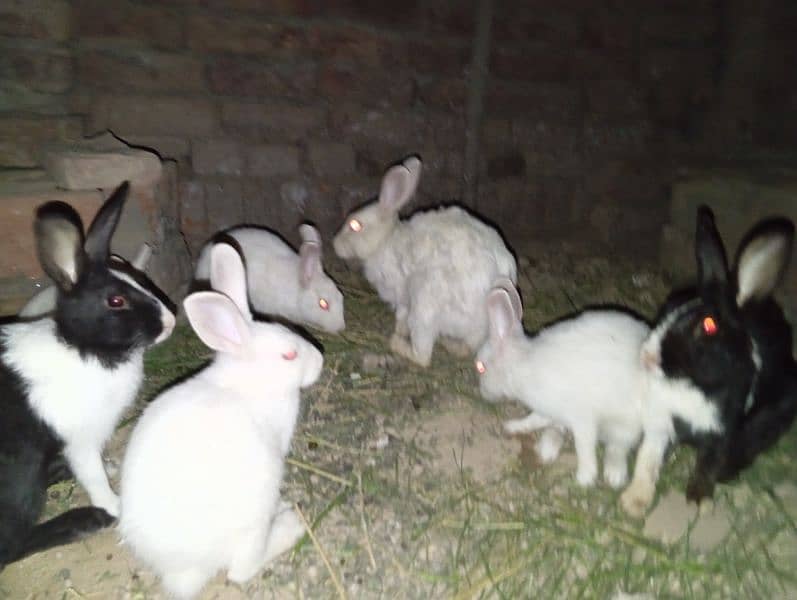 male female rabbit black and white available 24 hour 2