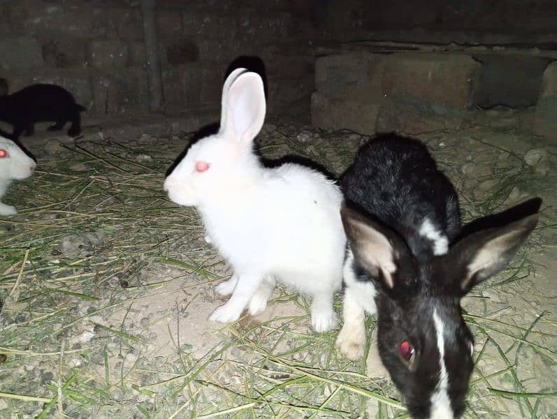 male female rabbit black and white available 24 hour 3