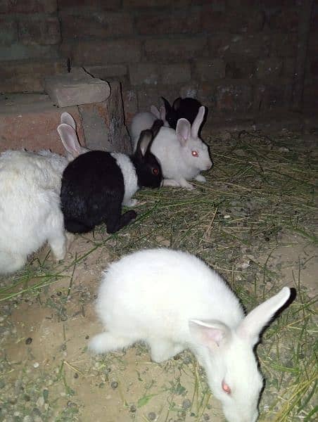 male female rabbit black and white available 24 hour 4