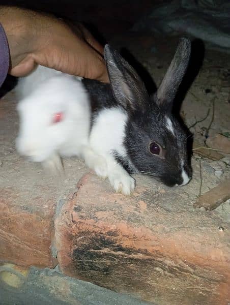 male female rabbit black and white available 24 hour 5