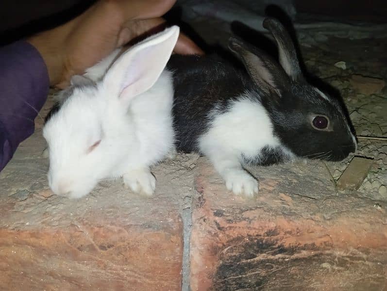male female rabbit black and white available 24 hour 6