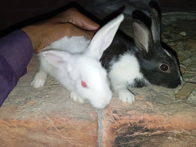 male female rabbit black and white available 24 hour 7