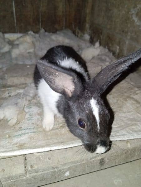 male female rabbit black and white available 24 hour 8