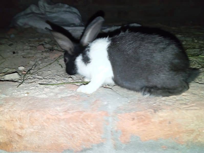 male female rabbit black and white available 24 hour 9