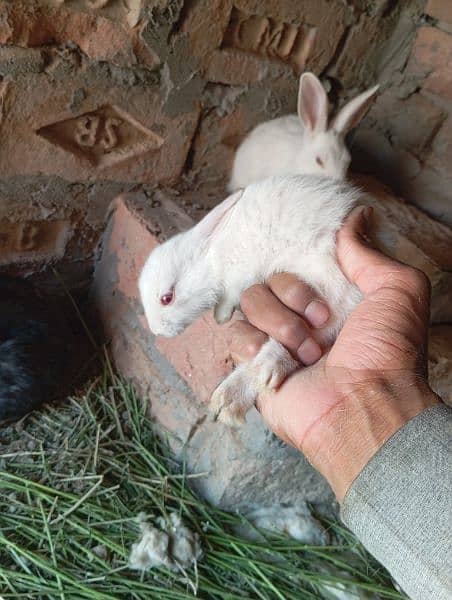 male female rabbit black and white available 24 hour 17