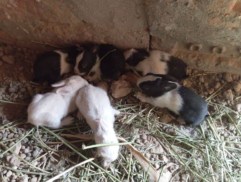 male female rabbit black and white available 24 hour 18