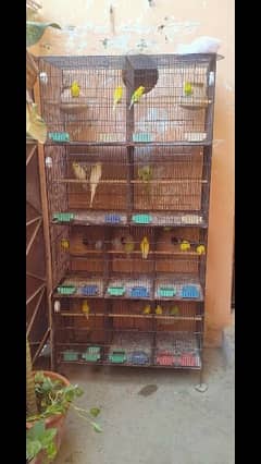 budgies pair