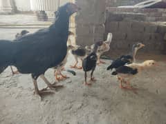 top bread aseel chiks available