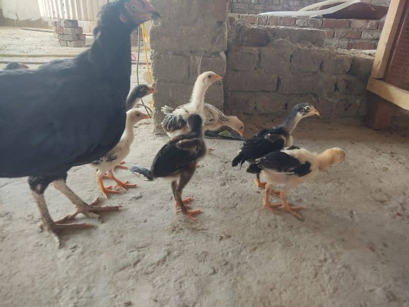 top bread aseel chiks available 2