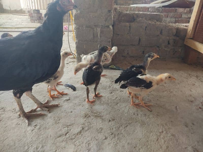 top bread aseel chiks available 3