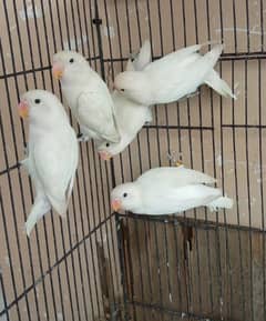 Albino Adults 7Months  5pieces