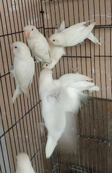 Albino Adults 7Months  5pieces 2