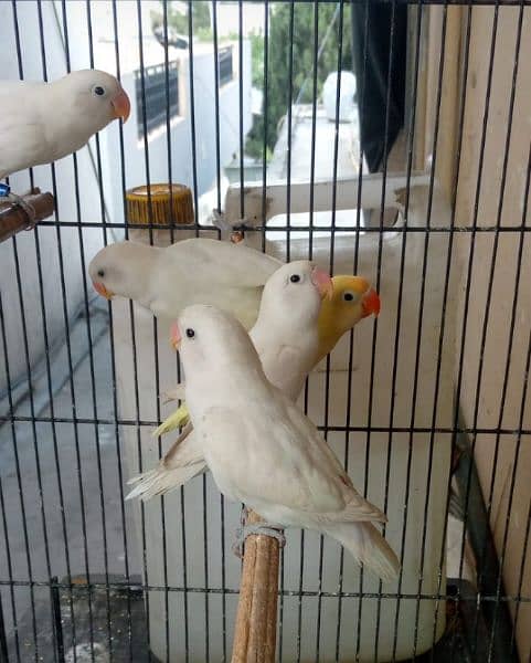 Albino Adults 7Months  5pieces 6