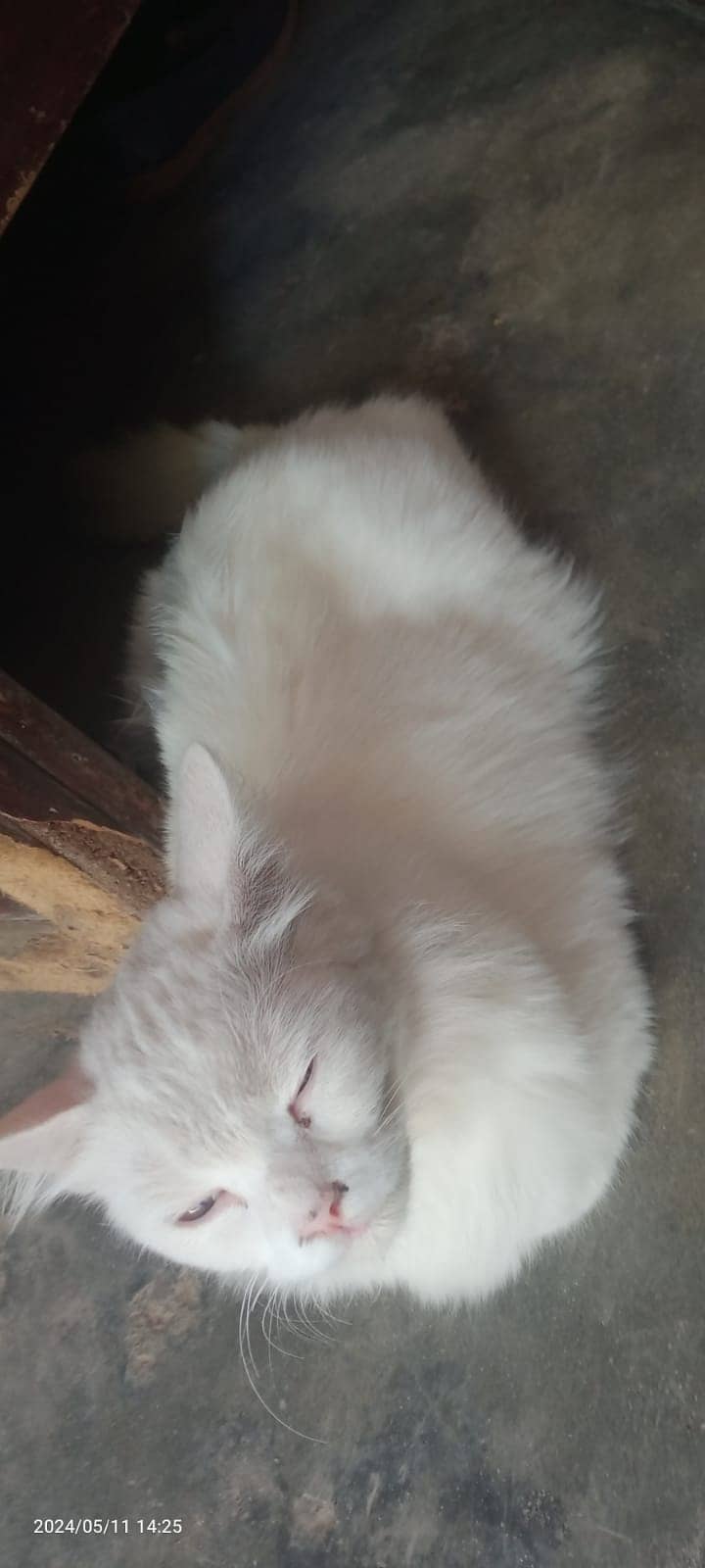 White Cat 2