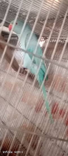 blue torquse female ringneck  and rambow Male ringneck breeder pair