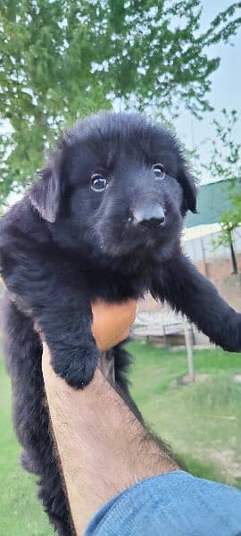 Black German shepherd puppies available for sale 6
