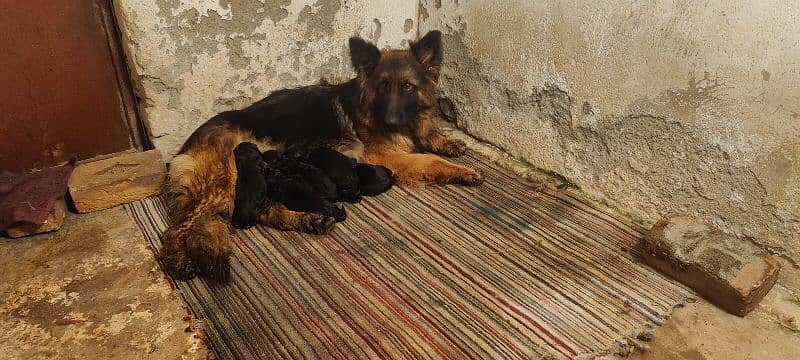 Black German shepherd puppies available for sale 2