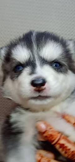 Siberian Husky female puppy Dog for sale in Lahore